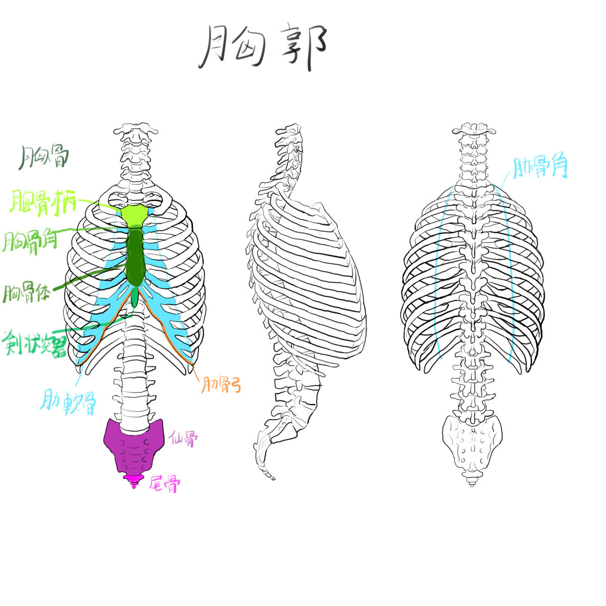 解剖学2: 胸郭