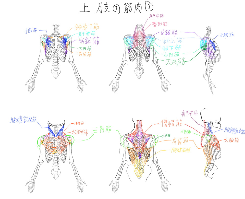 解剖学16: 上肢の筋肉1