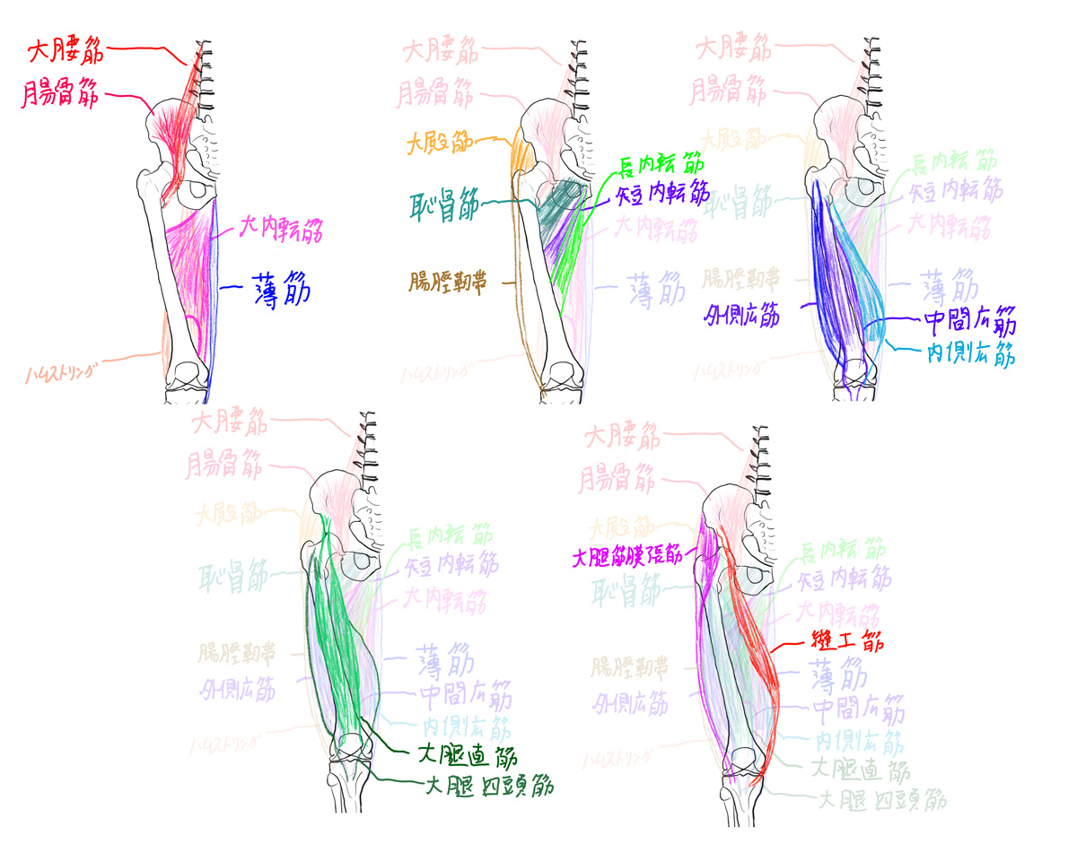 解剖学20: 下肢の筋肉1-前面