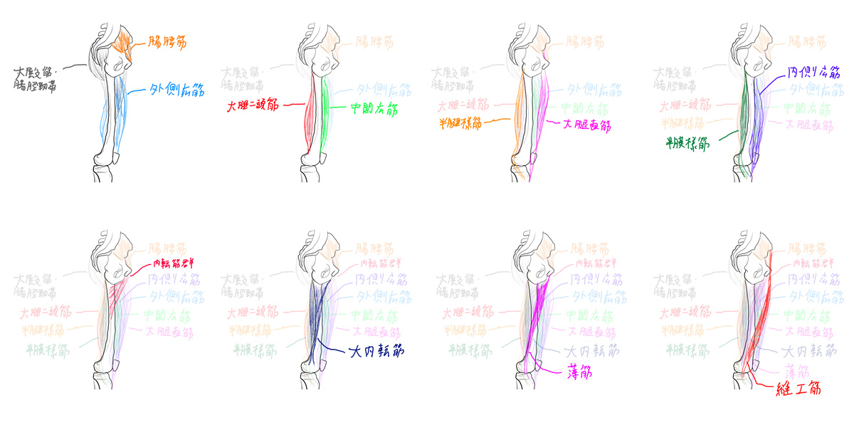 解剖学24:下肢の筋肉1-内側面