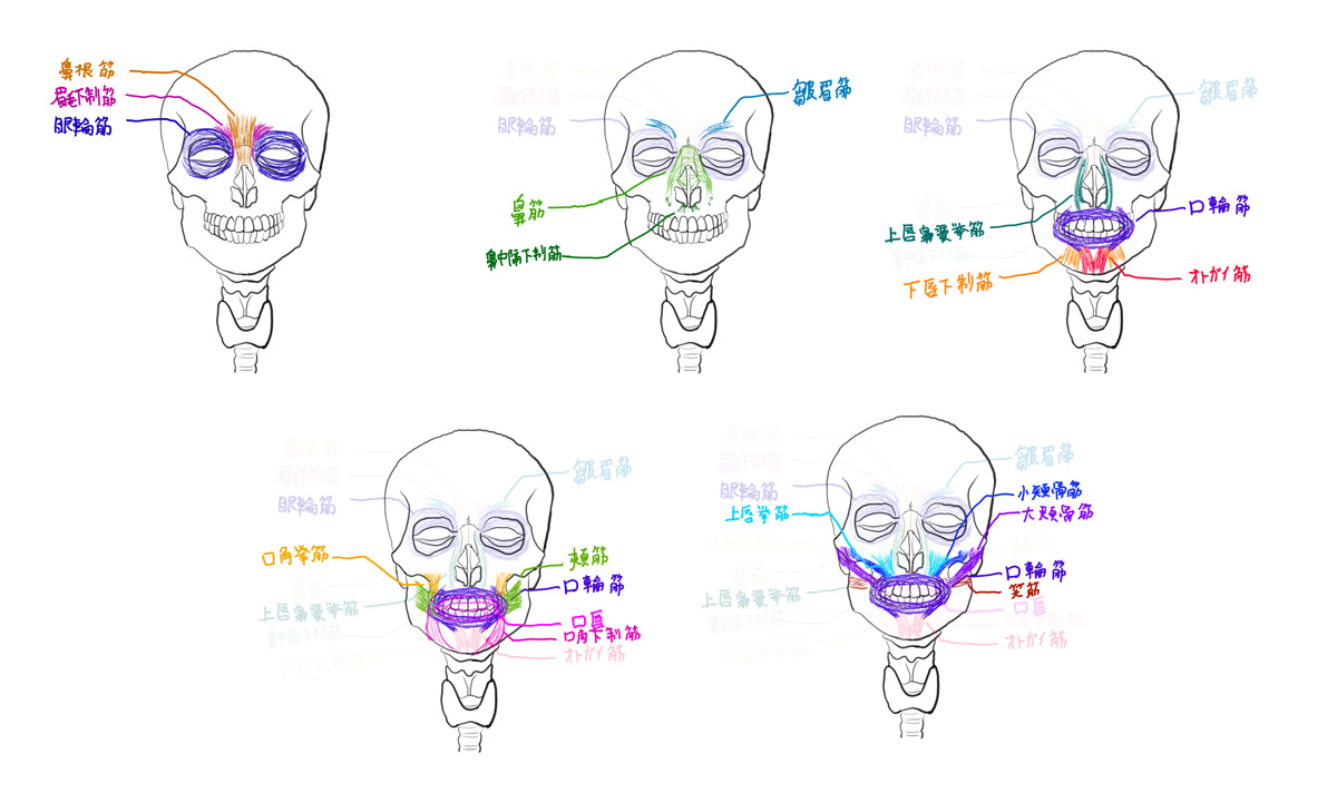 解剖学29:表情筋