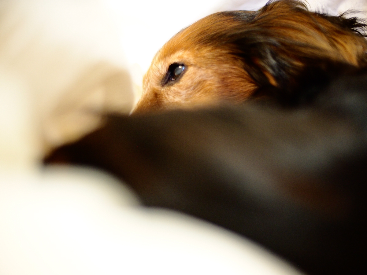 イケメン風の犬